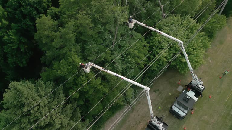 Best Commercial Tree Services  in Oyster Creek, TX