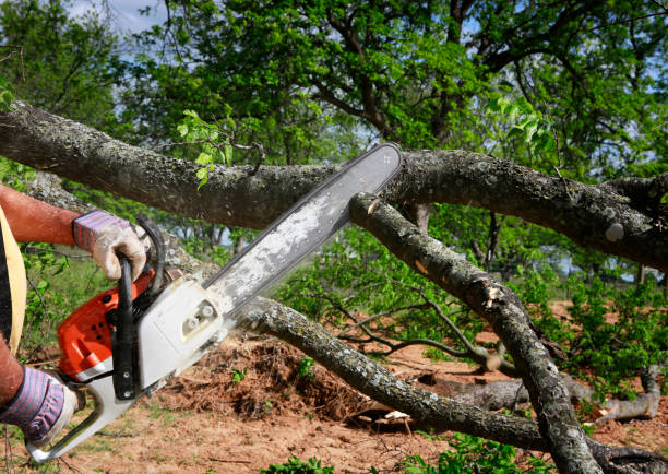 Why Choose Our Tree Removal Services in Oyster Creek, TX?